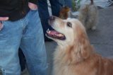 pup Hero Pup Shows Everyone What Man’s Best Friend Means