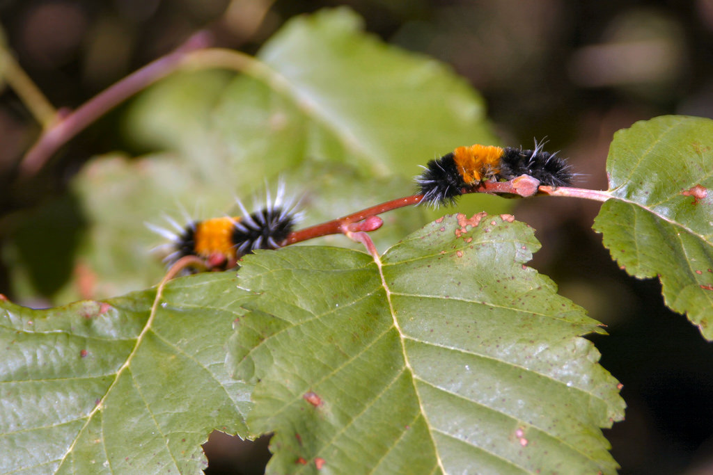 woolly bear