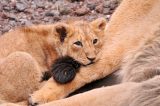 lion cub Lion Cub Discovered in Paris
