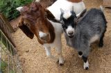 goats Goats and Farms Want Those Old Christmas Trees