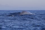 Blue Whales Make a Come Back After 50 Years of Being Nearly Wiped Out