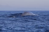 whales Blue Whales Make a Come Back After 50 Years of Being Nearly Wiped Out