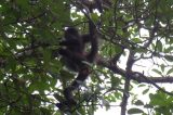 Monkeys Possibly on the Loose in Cincinnati Ohio