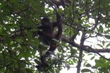 Monkey Monkeys Possibly on the Loose in Cincinnati Ohio