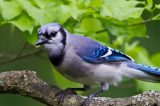 bird US Scientists Race to Discover Why Wild Birds Are Sick and Dying