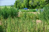 Popular Alternative Medicine Grown in US Reduces Skin Disorders Popular Alternative Medicine Grown in US Reduces Skin Disorders