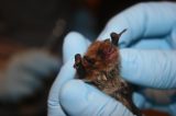 Rabies Rabies Kills Illinois Man for the First Time Since the 1950s