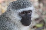 monkeypox Monkeypox Is a Double Standard Infection