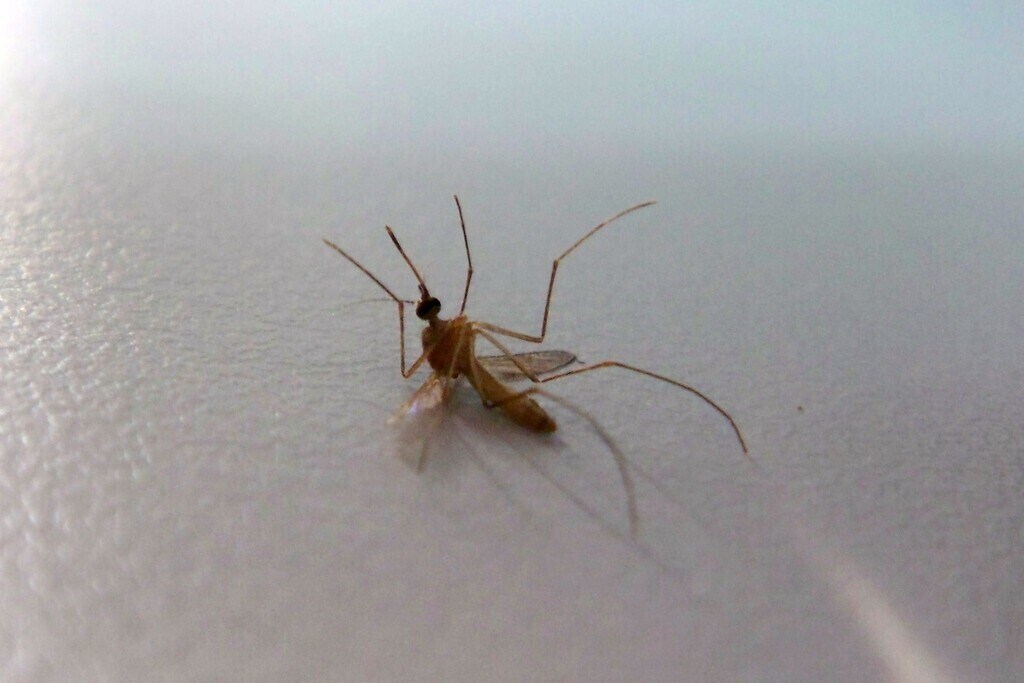 Jamestown Canyon Virus