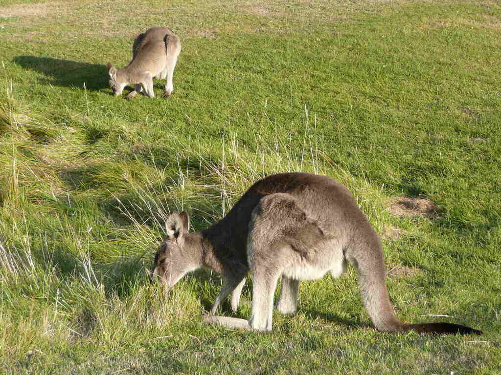 kangaroo Attacks