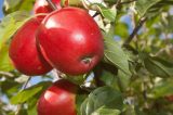 agriculture Review of The News Schools Agriculture Program